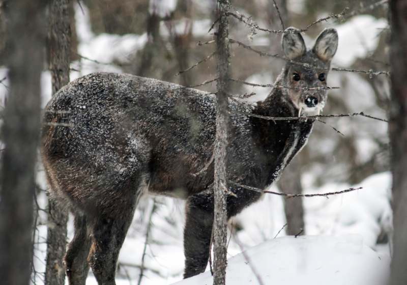 Uttati oils - The Chemistry of Love-Musk Deer